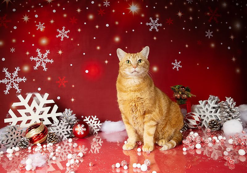 сat, кошка, животные, кошки,  новый год, американский короткошерстный кот, american shorthair cat, матильда, ragdoll cat, ginger Котики к Праздникам! Всех С Наступающим Новым Годом!photo preview