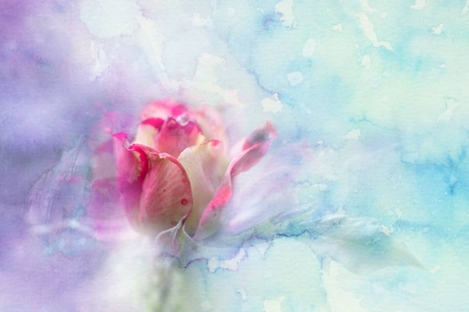 Роза.... Автор: Игорь Копцев , Игорь Копцев