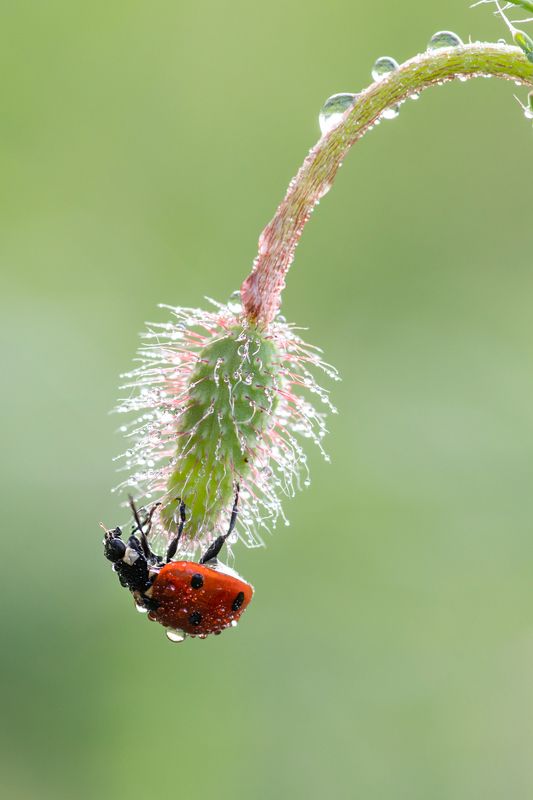 божья коровка, макро, утро, нежность, весна, роса Маковая росаphoto preview