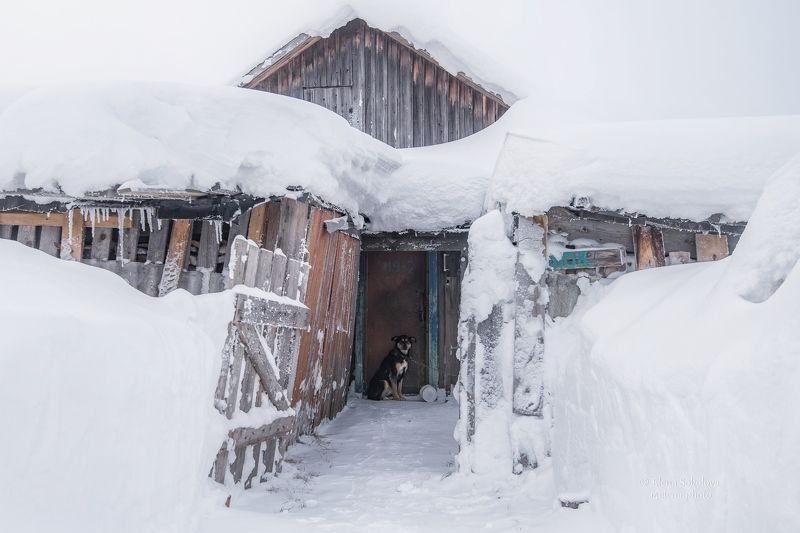 Жил-был пёсphoto preview