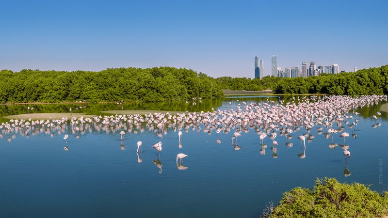 Заповедник, розовый, фламинго, Рас-Аль-Хор, Дубай, ОАЭ, озеро, пруд, дикая природа, Ras Al khor, dubai, uae, United Arab Emirates, обьединенные арабские эмираты, Заповедник фламинго Рас-Аль-Хор. Дубай. ОАЭphoto preview