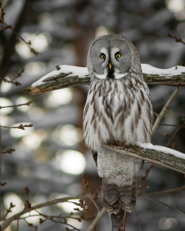 бородатая неясыть Бородатая неясытьphoto preview