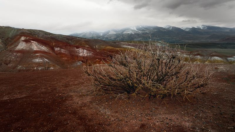 Куст, Горы, Красный, Марс Марсphoto preview