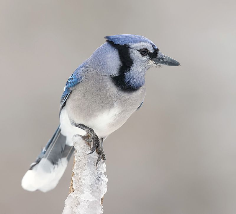сойка, голубая сойка, jay, blue jay, зима Blue Jay - Голубая сойкаphoto preview