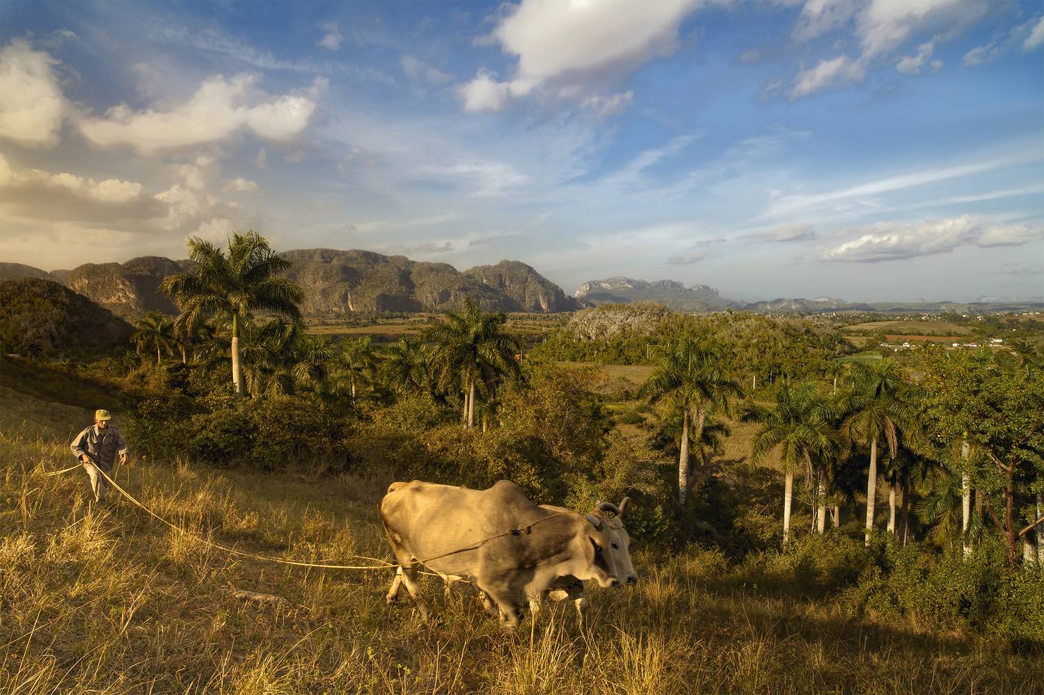 Погонщик быков. Автор: Васенков Геннадий , Васенков Геннадий