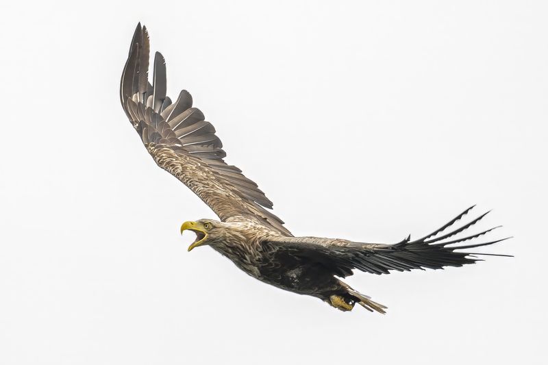 Bielik, ptak, ptak drapiezny, Haliaeetus albicilla, bird of prey Ptak drapiezny Bielikphoto preview