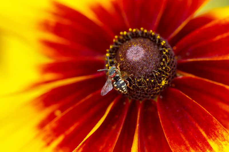 макро, насекомые, цветок Цветочное убежищеphoto preview