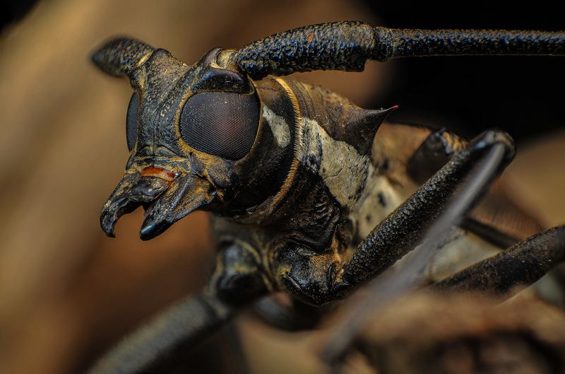 insect, beetles, longhornbeetle, macro, closeup, nature Longhorn Beetlesphoto preview
