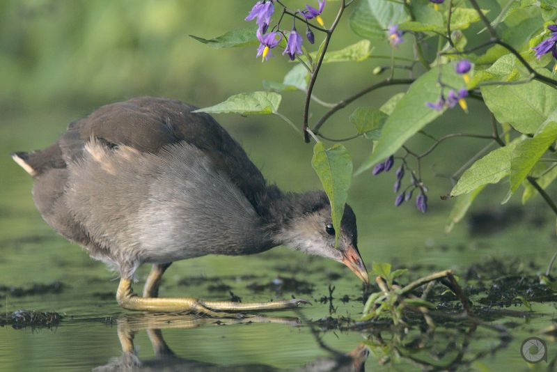 birds, animals, птицы, животные, птица ***photo preview
