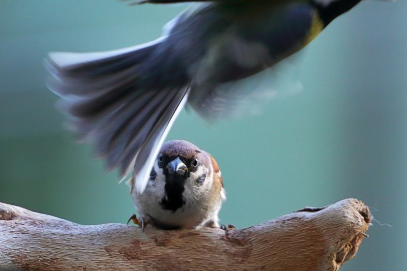 Дурак, ты что делаешь?photo preview