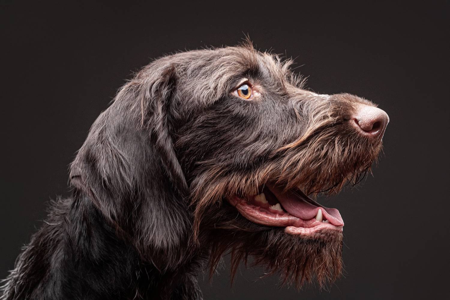 собака, порода, дратхаар, портрет, взгляд, глаза, Евгений Дёгтев