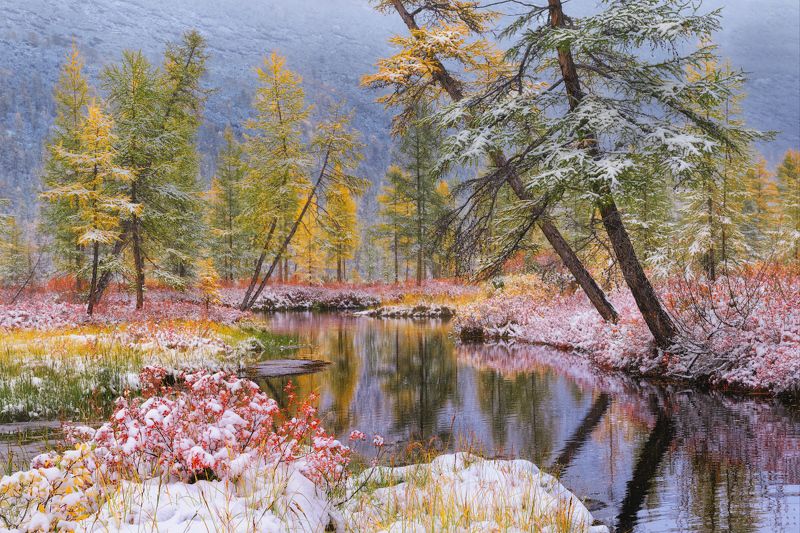 Присыпало снегом голубичные поляныphoto preview