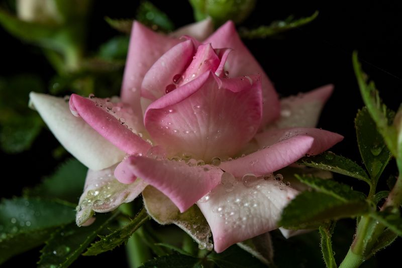 цветы, макро, роза Розаphoto preview