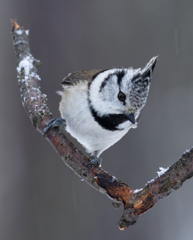 lophophanes cristatus, хохлатая синица, гренадерка, птицы, фото птиц Гренадерка. (Lophophanes cristatus)photo preview