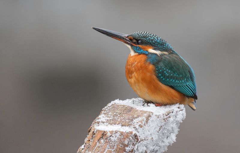 птица, птенцы, зимородок,зима,  лето, весна, фотоохота, рыба, рыбалка На зимовкеphoto preview