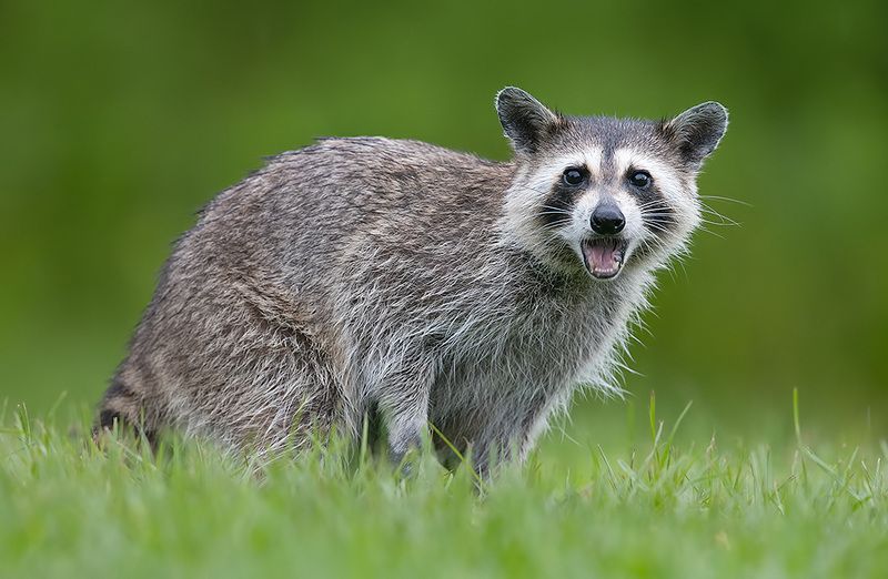 енот обыкновенный, енот-полоскун, raccoon, енот, дикие животные, животные, animals Енот-полоскун -Raccoonphoto preview