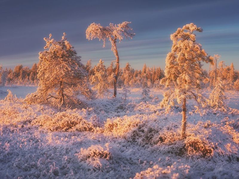 Карельская пальмаphoto preview