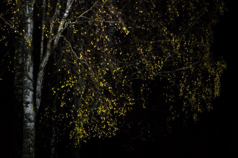 интимный пейзаж, природа, осень, пейзаж, низкий ключ photo preview