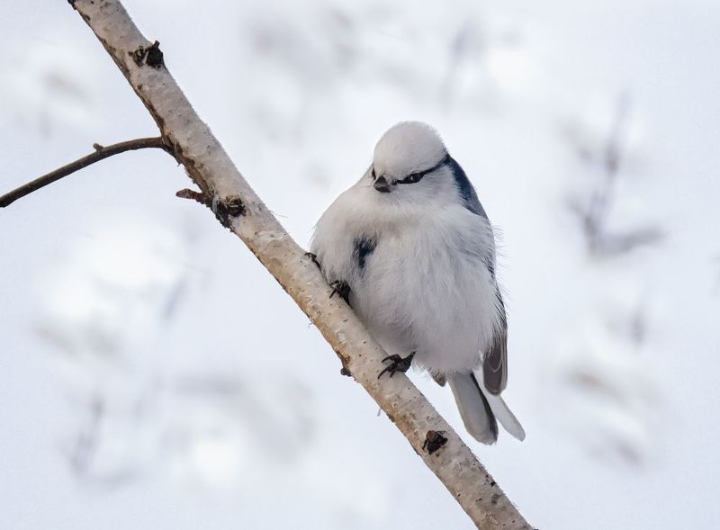 птица, князёк, лазоревка, зима, белая лазоревка (князёк)photo preview