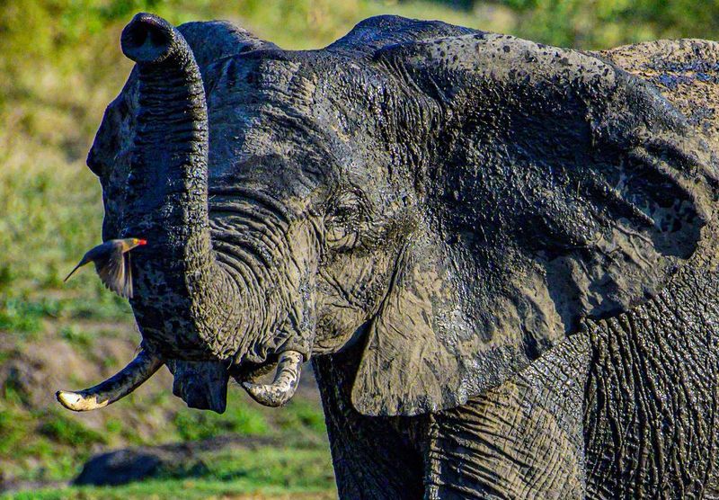 Регулировщикphoto preview