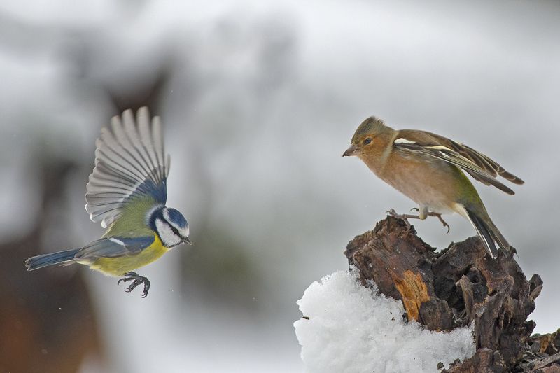 Друзьяphoto preview