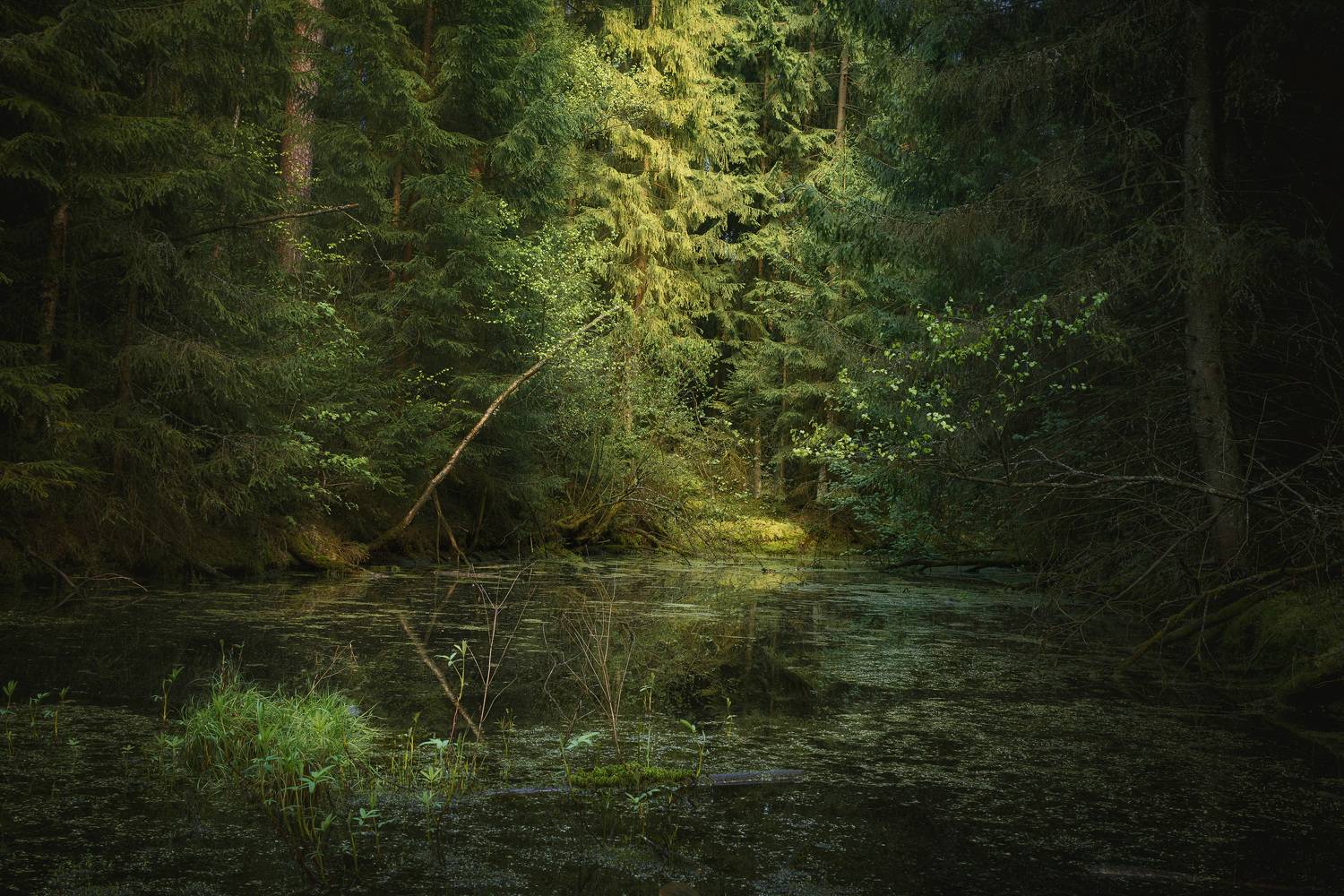 лес, деревья, листва, свет, Валерий Вождаев