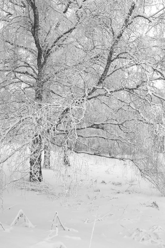 лес зима снег Красоты зимнего лесаphoto preview