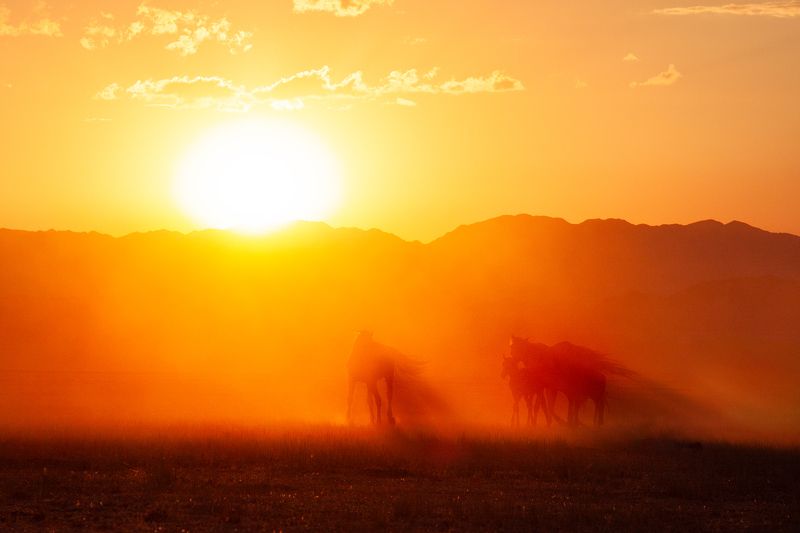 Кони, лошади, Казахстан, закат, солнце, лучи photo preview