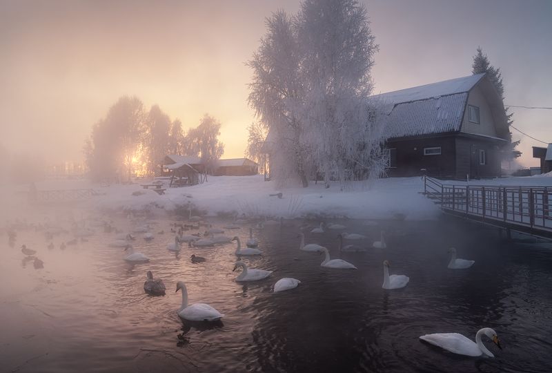 алтайский край, советский район, лебединый заказник, озеро светлое, лебединое озеро, зимняя сказка, лебеди, кликуны, парящая вода, мороз, зимний пейзаж, алтай, морозное утро, зимний рассвет Персиковое утро фото превью