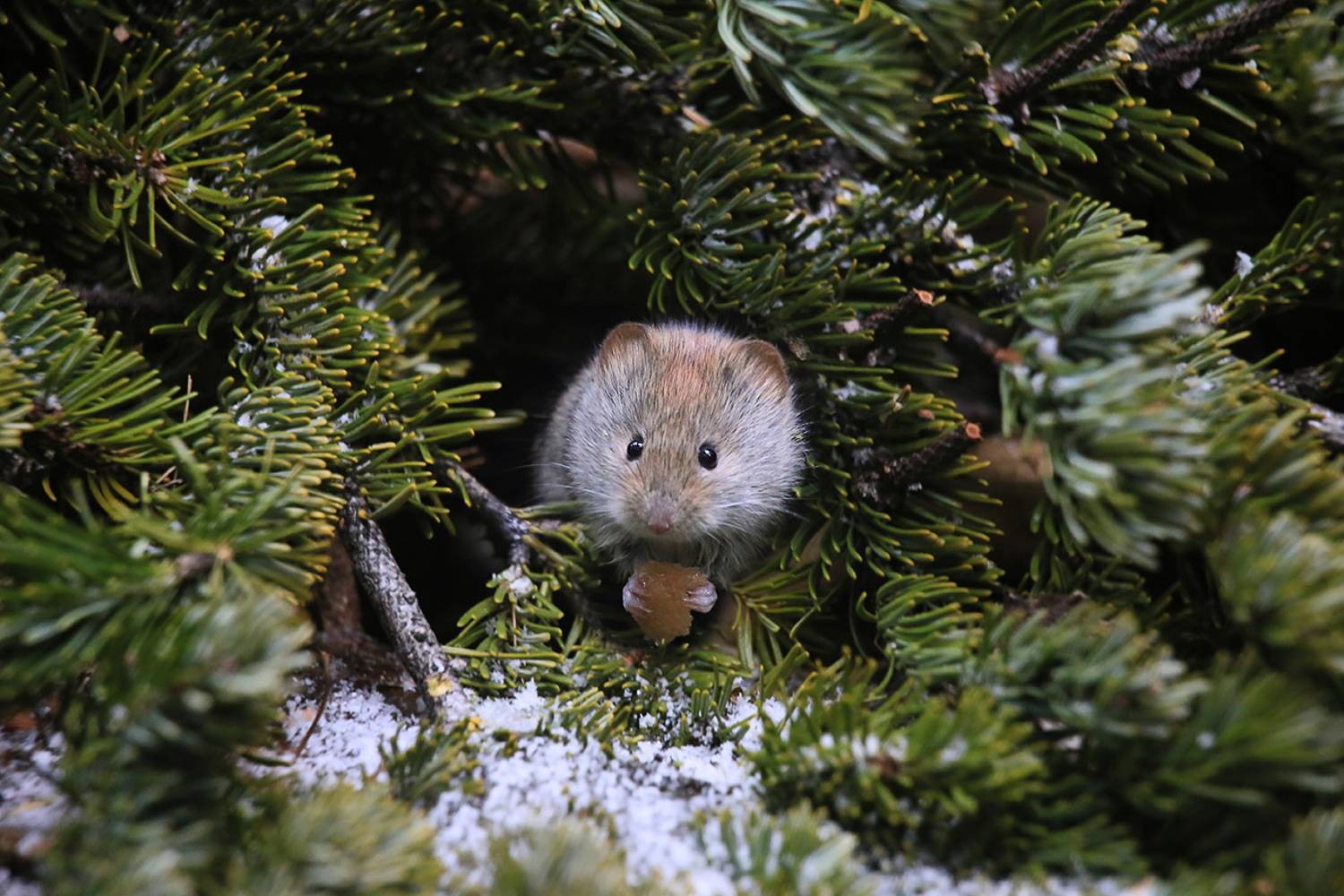 мышь, Валерий Платонов