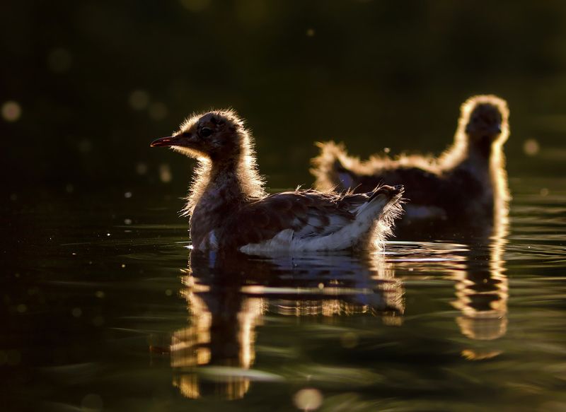 Барышня на закатеphoto preview