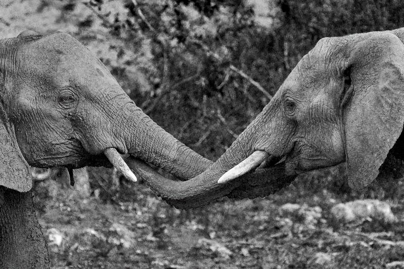 Рукопожатиеphoto preview