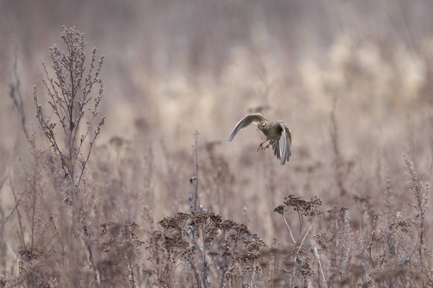 Eurasian skylark,skylark,полевой жаворонок,жаворонок,Alauda arvensis, Андрей Гуливанов