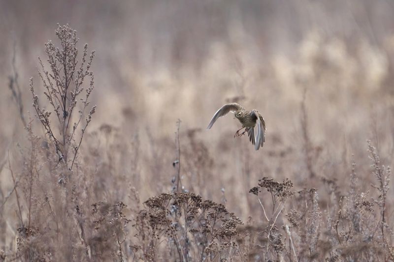 Eurasian skylark,skylark,полевой жаворонок,жаворонок,Alauda arvensis Полевой жаворонок фото превью