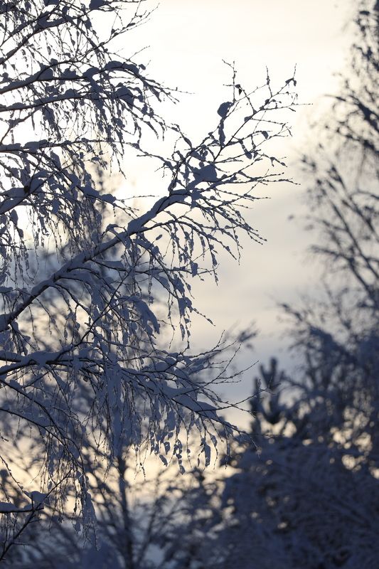 лес зима photo preview