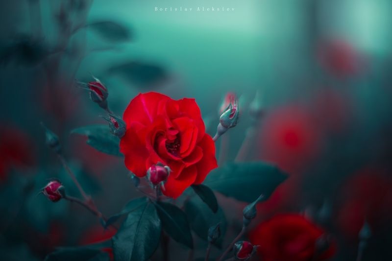 flowers,red,light,bokeh,nature,rose,exterior, Roses фото превью