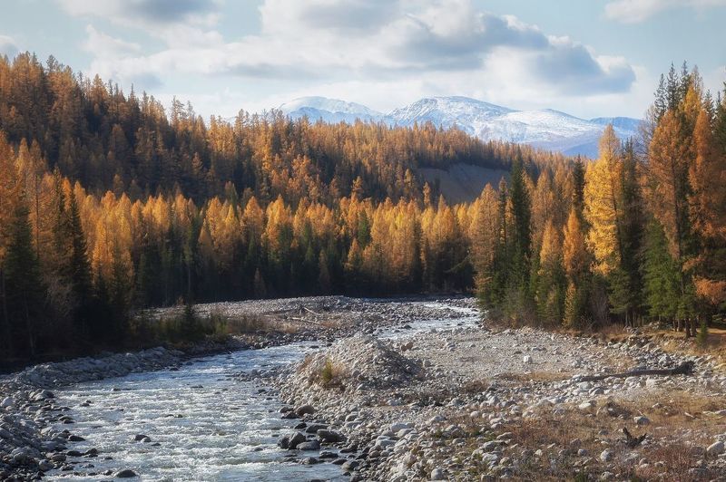алтай, улаган, курай, кубадру, золотаяосень, лиственница Осень на берегах Кубадруphoto preview