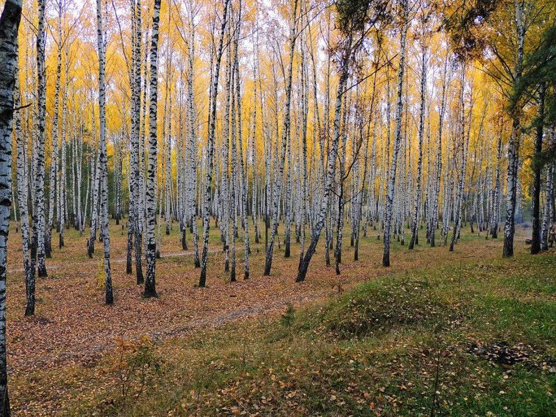 Осеньphoto preview