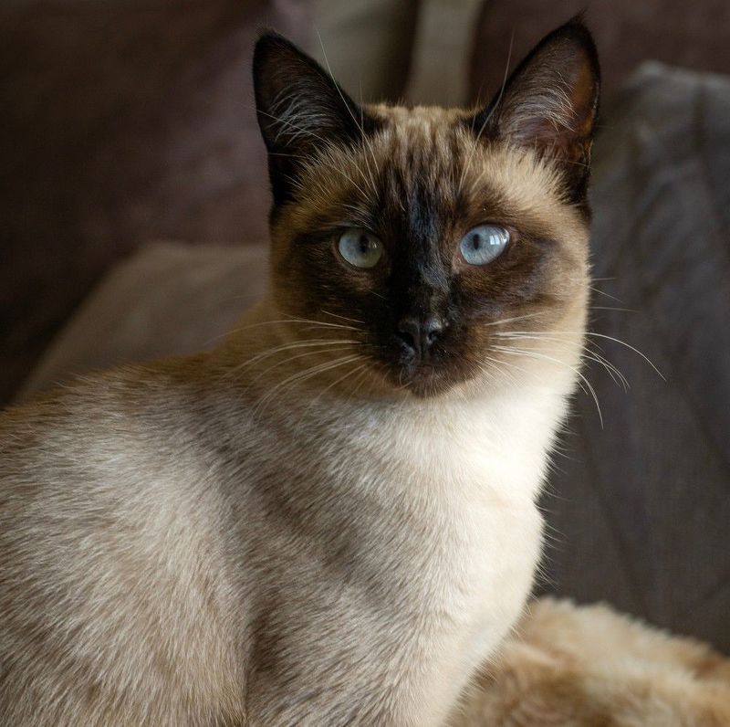 Мурмяшка фото превью