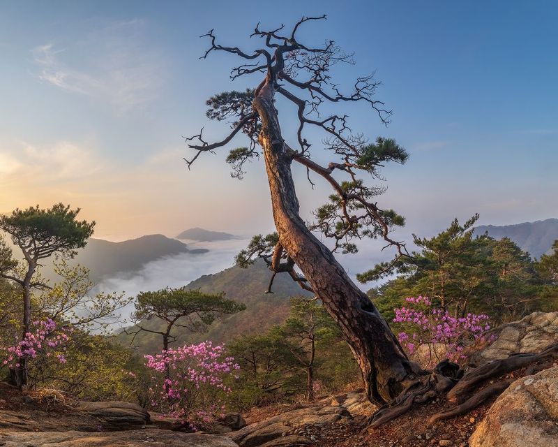 Spring, last creaturephoto preview