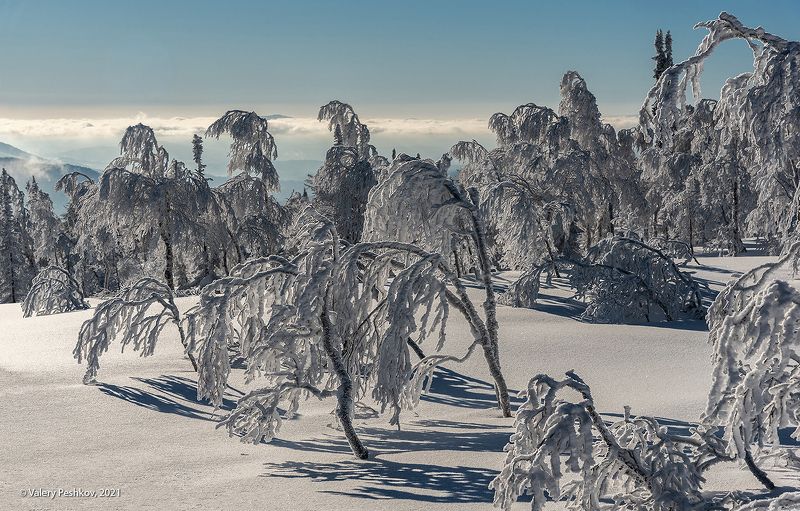 сибирь, зима, иней, снег, березы, шерегеш, горная шория, с наступающим новым годом! Мороз и солнце фото превью
