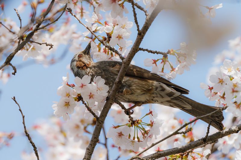 Cherry blossomphoto preview