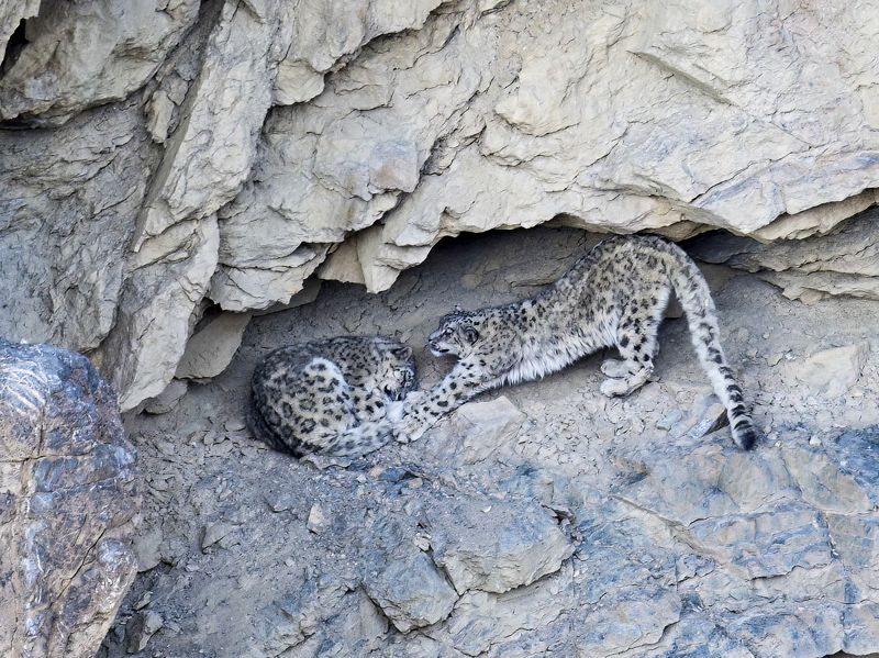 Кошачьи нежностиphoto preview