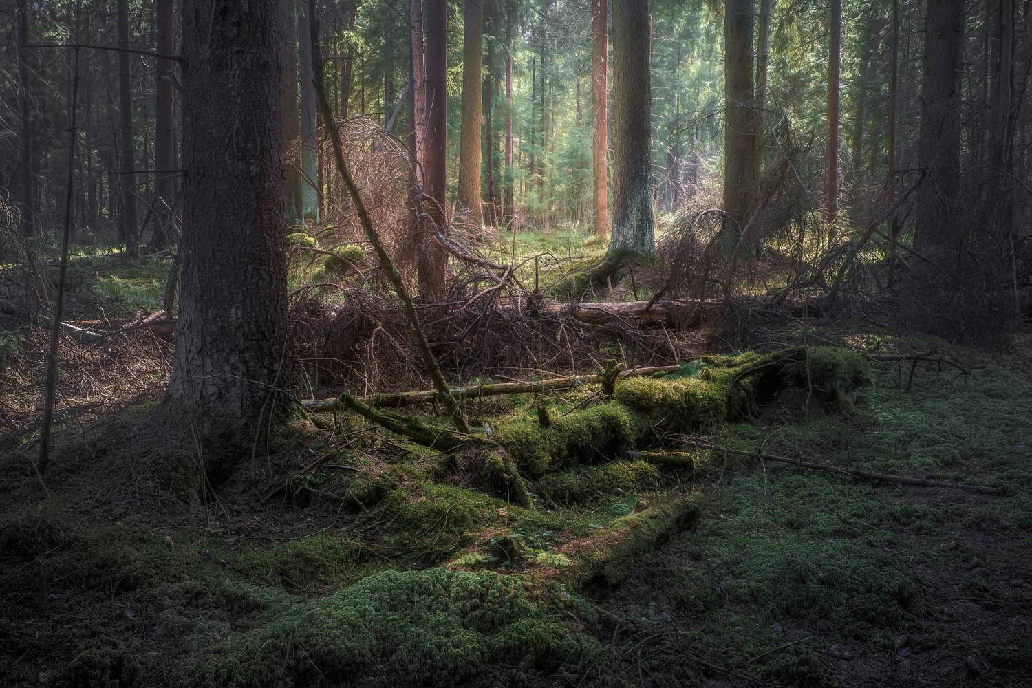 В апрельском лесу. Автор: Валерий Вождаев лес, деревья, листва, свет, Валерий Вождаев