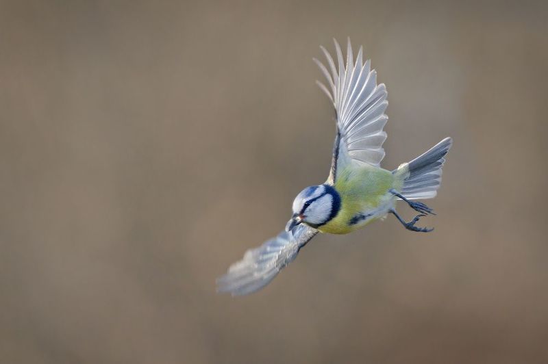 Лазоревкаphoto preview