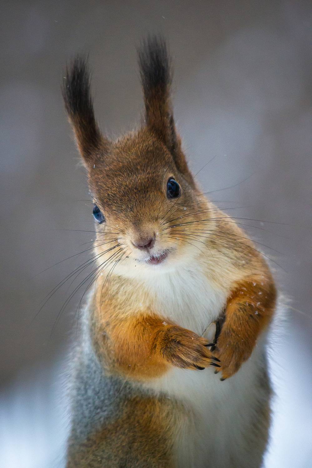 Белка. Автор: Alexander Eliseev , Alexander Eliseev