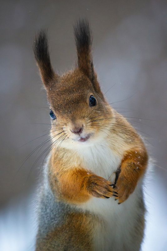 Белка фото превью