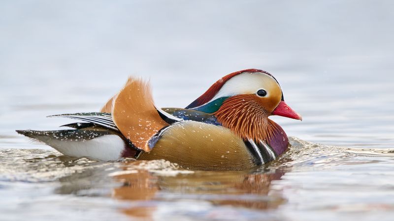 Мандаринкаphoto preview