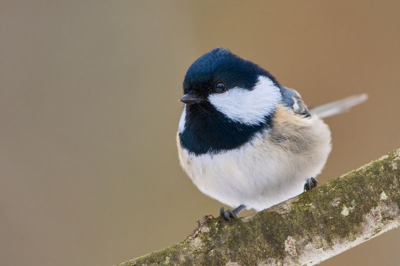 Московкаphoto preview