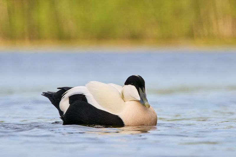 Гагаphoto preview